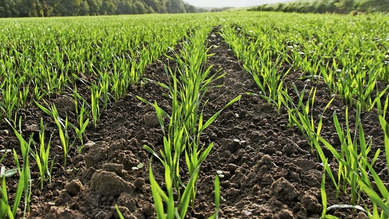 Optimal conditions for the growth of cereals: at what temperature does wheat germinate at home and in the open field
