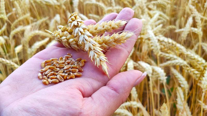 Optimal conditions for the growth of cereals: at what temperature does wheat germinate at home and in the open field