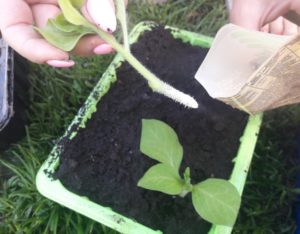 Summer petunia cuttings guide for beginner florists