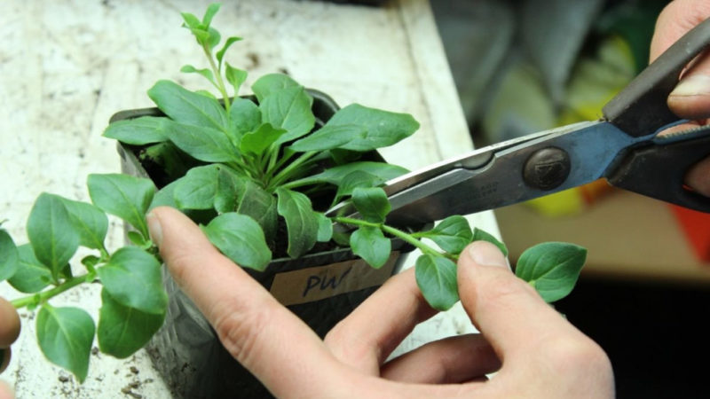 Summer petunia cuttings guide for beginner florists