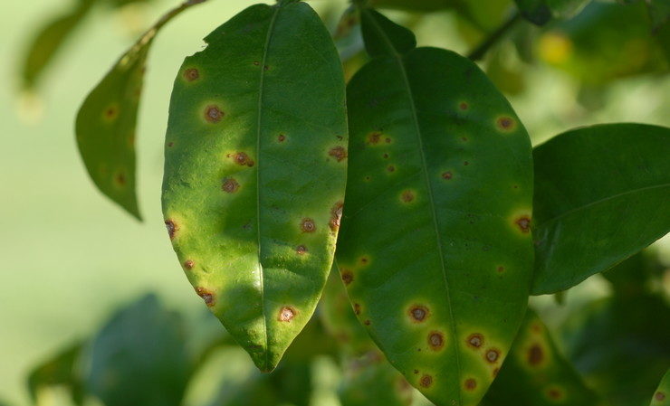 Why home-grown lemon doesn't bloom and what to do to fix it