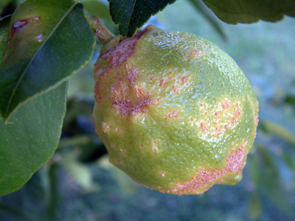 How to save tangerines from worms and disease
