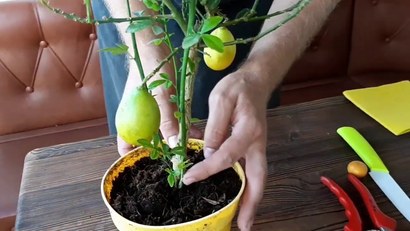 Propagation of lemon by cuttings and growing at home