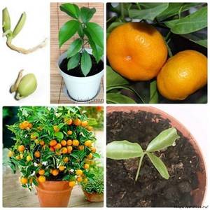 Rules for breeding mandarin by cuttings at home