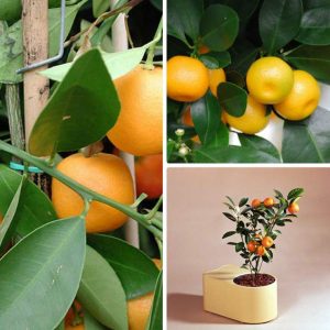 Rules for breeding mandarin by cuttings at home