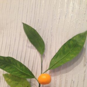 Rules for breeding mandarin by cuttings at home