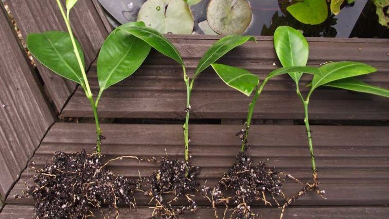 Rules for breeding mandarin by cuttings at home