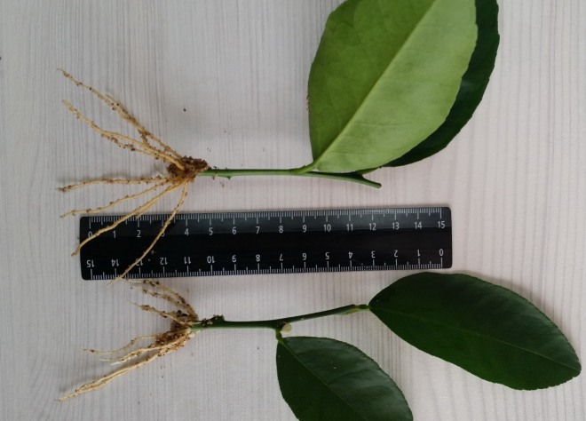 Rules for breeding mandarin by cuttings at home
