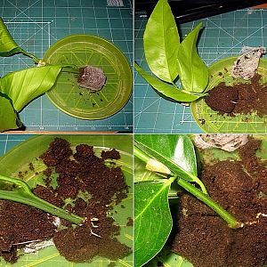 Rules for breeding mandarin by cuttings at home
