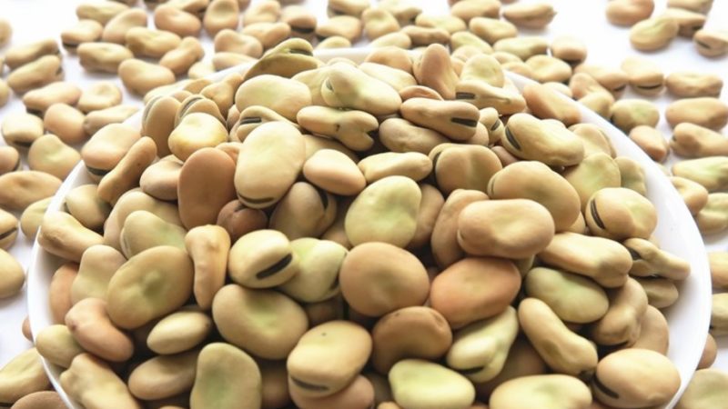 Varieties and varieties of beans: horse (garden), decorative, large-fruited vegetables, fodder