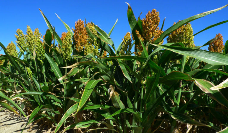 What is sugar sorghum, how is it grown and where is it used