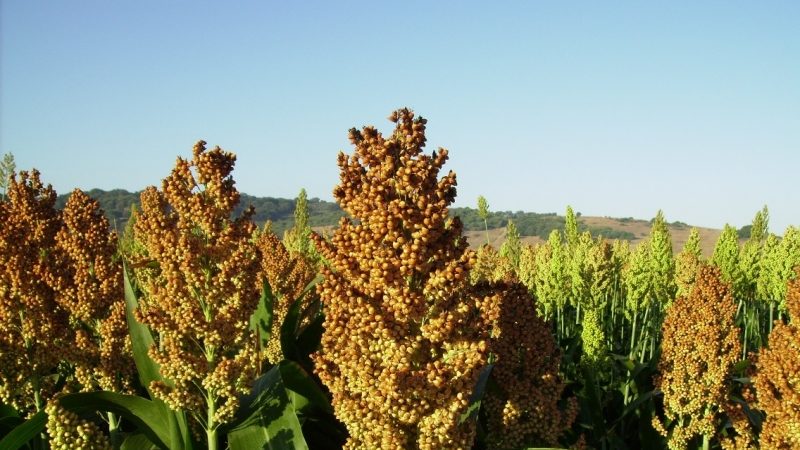 What is sugar sorghum, how is it grown and where is it used
