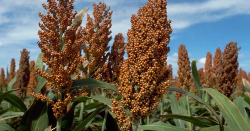 What is sugar sorghum, how is it grown and where is it used