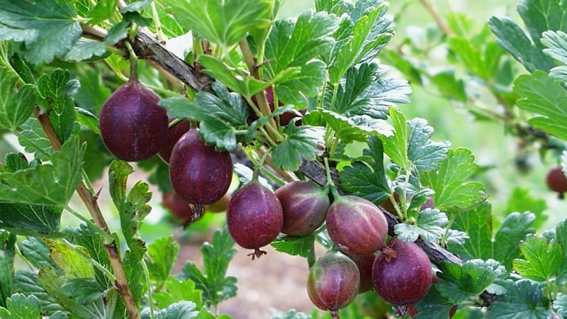 The most popular and productive gooseberry varieties