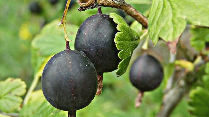 The most popular and productive gooseberry varieties