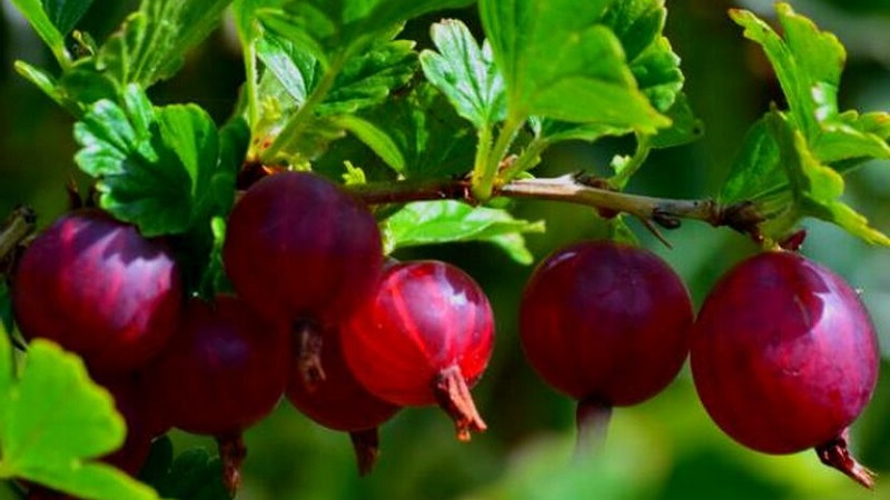 The most popular and productive gooseberry varieties