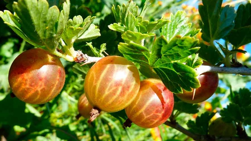 The most popular and productive gooseberry varieties