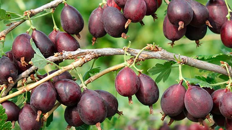 The most popular and productive gooseberry varieties