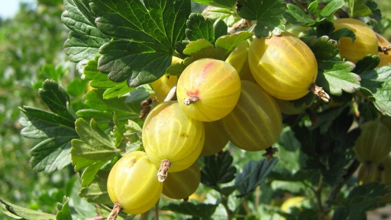 The most popular and productive gooseberry varieties