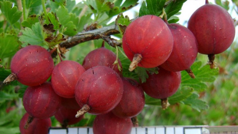 The most popular and productive gooseberry varieties