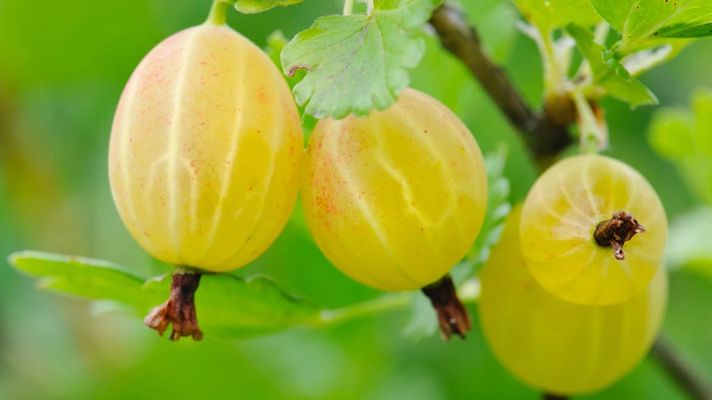 The most popular and productive gooseberry varieties