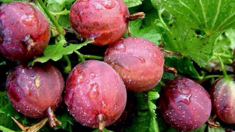 The most popular and productive gooseberry varieties