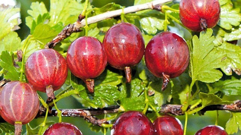 The most popular and productive gooseberry varieties