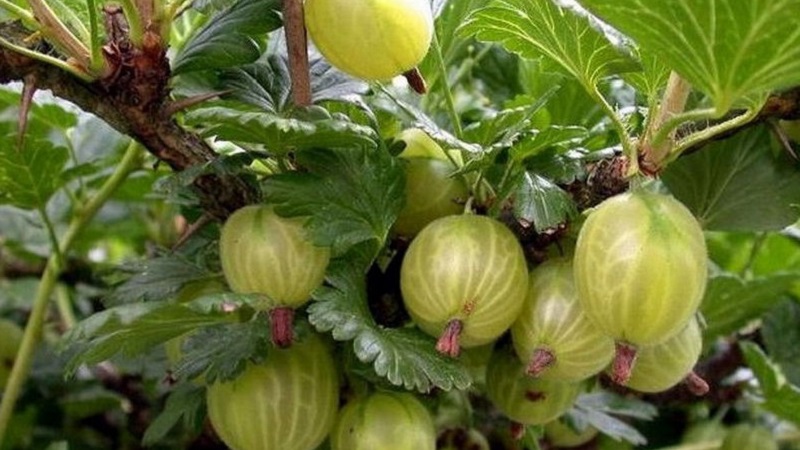 The most popular and productive gooseberry varieties