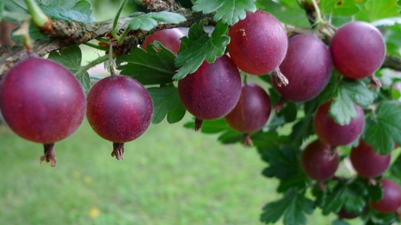 The most popular and productive gooseberry varieties