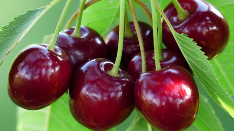 The most productive and delicious varieties of cherries
