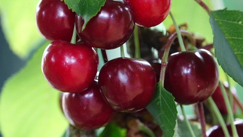 The best cherry varieties for central Russia