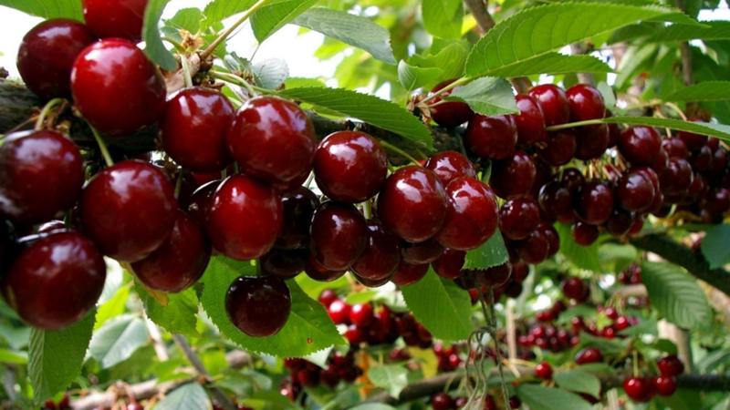 Crop rotation rules in the garden: what can be planted next to black currants