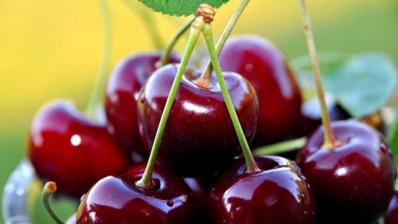 The best cherry varieties for central Russia