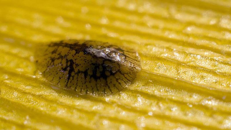 How to Treat Homemade Lemon Diseases
