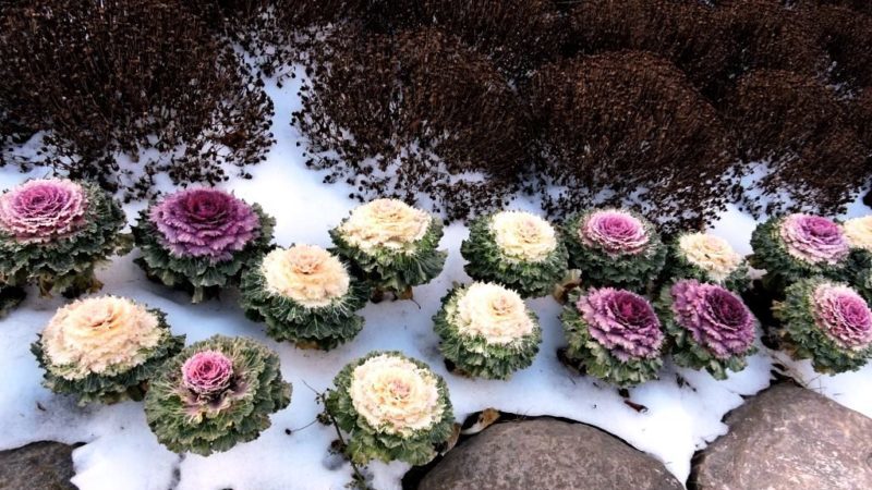 Is ornamental cabbage edible