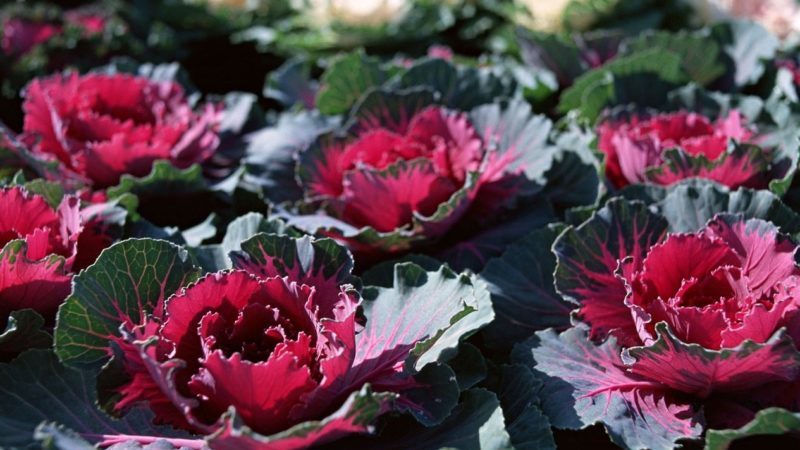 Is ornamental cabbage edible