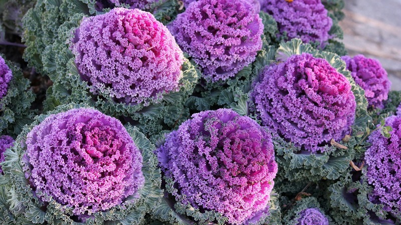 Is ornamental cabbage edible