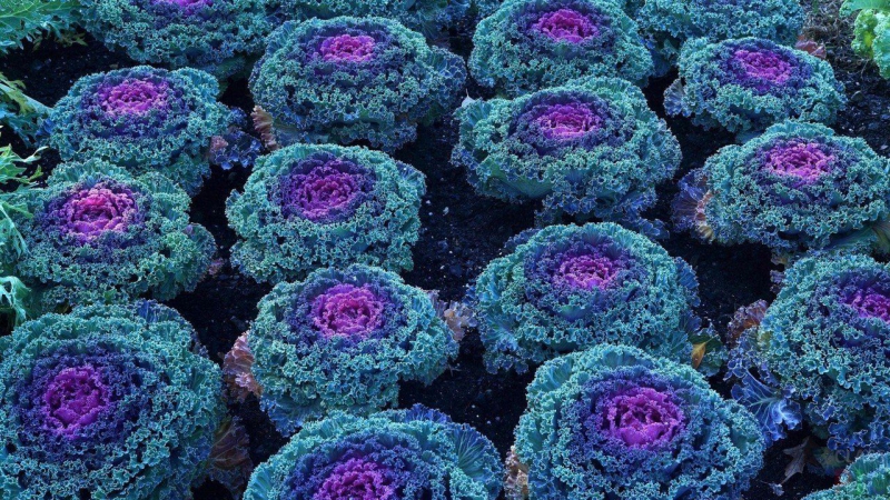 Is ornamental cabbage edible
