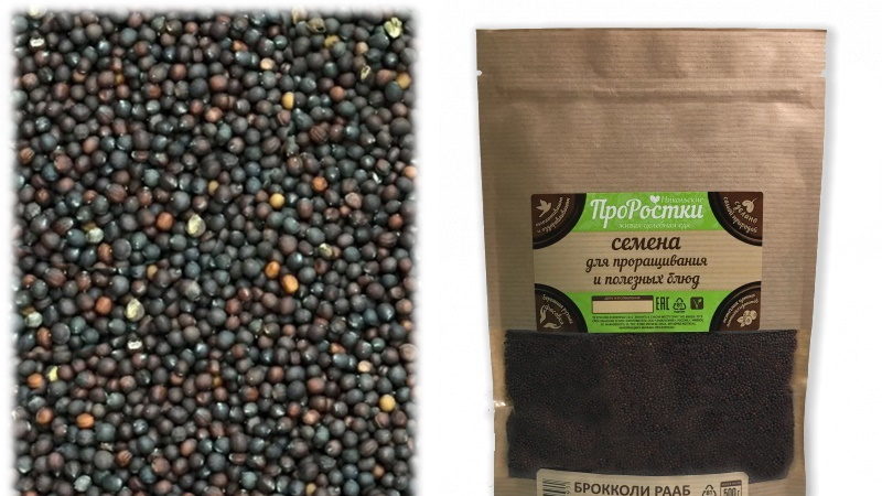 Benefits of broccoli sprouts and ways to germinate seeds