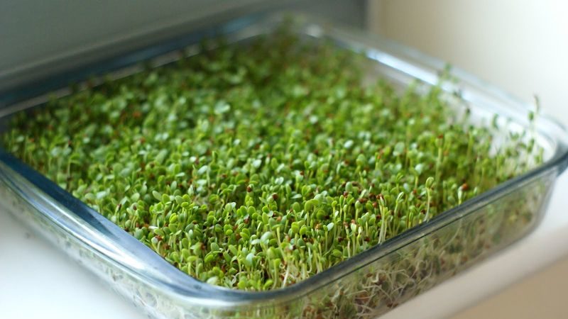 Benefits of broccoli sprouts and ways to germinate seeds