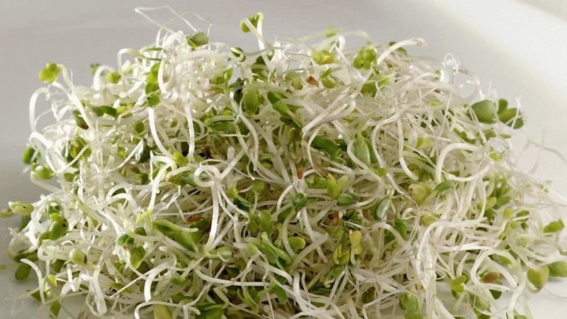 Benefits of broccoli sprouts and ways to germinate seeds