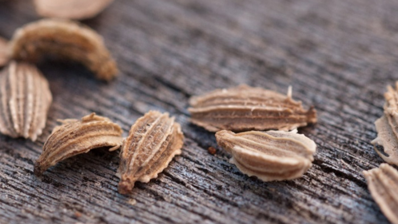 What are carrot seeds, how to choose them correctly, plant and grow them yourself