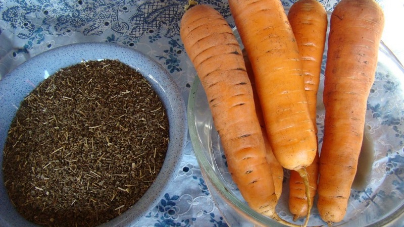 What are carrot seeds, how to choose them correctly, plant and grow them yourself