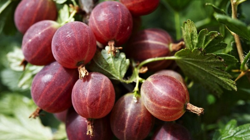 Sweet gooseberry with dark red Hinnonmaki Red