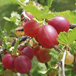 Sweet gooseberry with dark red Hinnonmaki Red