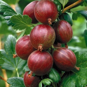 Sweet gooseberry with dark red Hinnonmaki Red