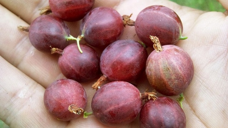 Sweet gooseberry with dark red Hinnonmaki Red