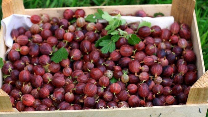 Sweet gooseberry with dark red Hinnonmaki Red