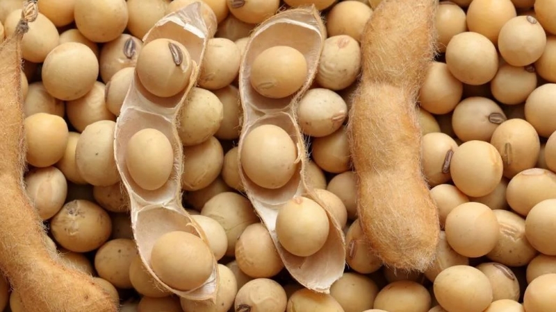 Soybeans - what they are and how they look