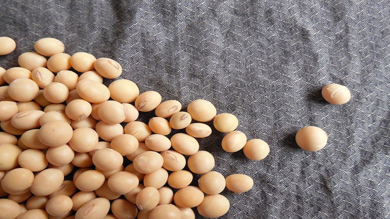 Soybeans - what they are and how they look